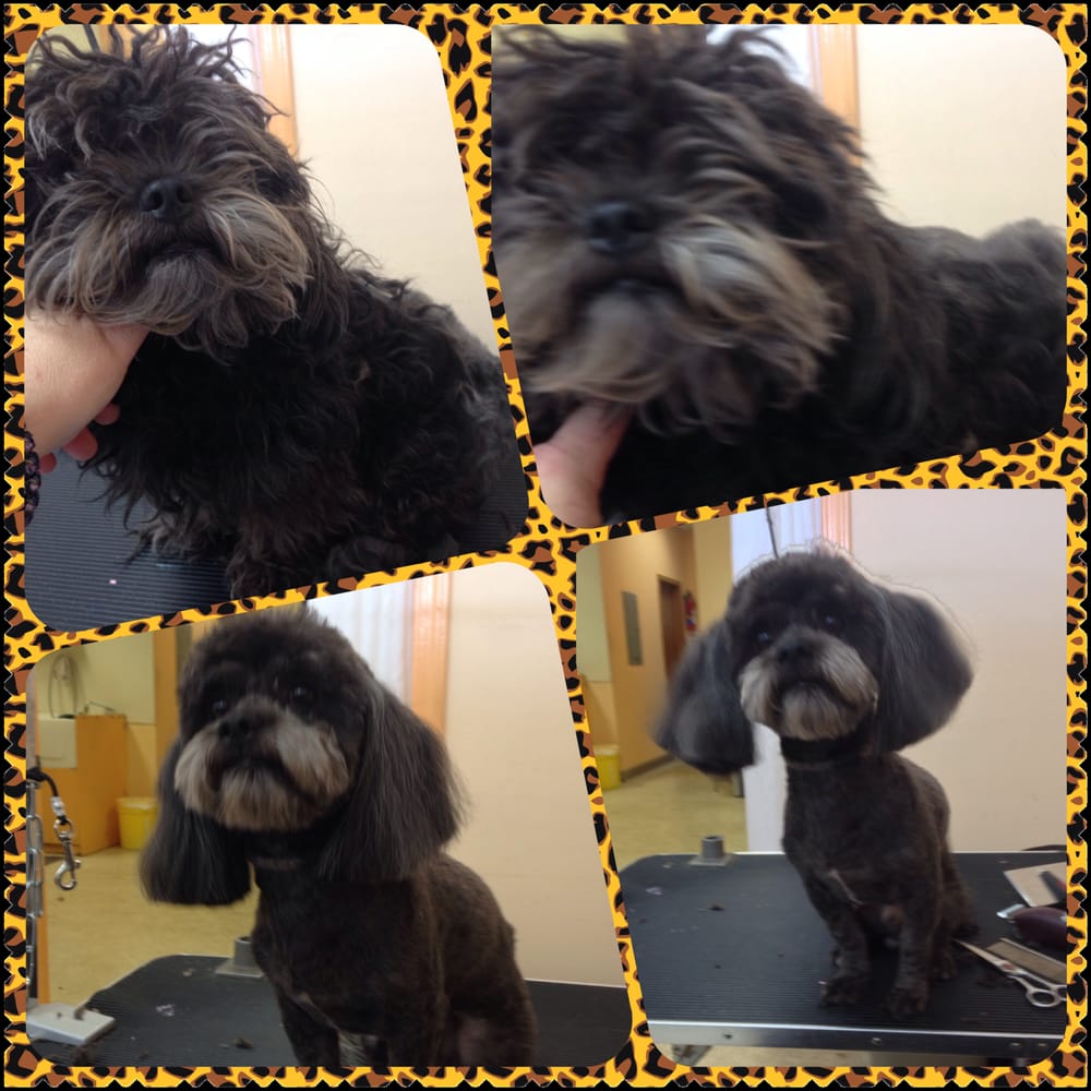 FLUFFY FRIENDS DOG SALON Updated October 2024 14 Photos 9459 Hwy