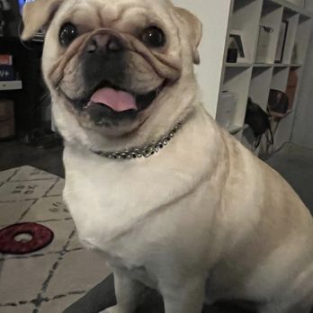 Barkin' Creek - Domain NORTHSIDE - Potato after his grooming session - Pet Stores Near Me - Austin, Texas