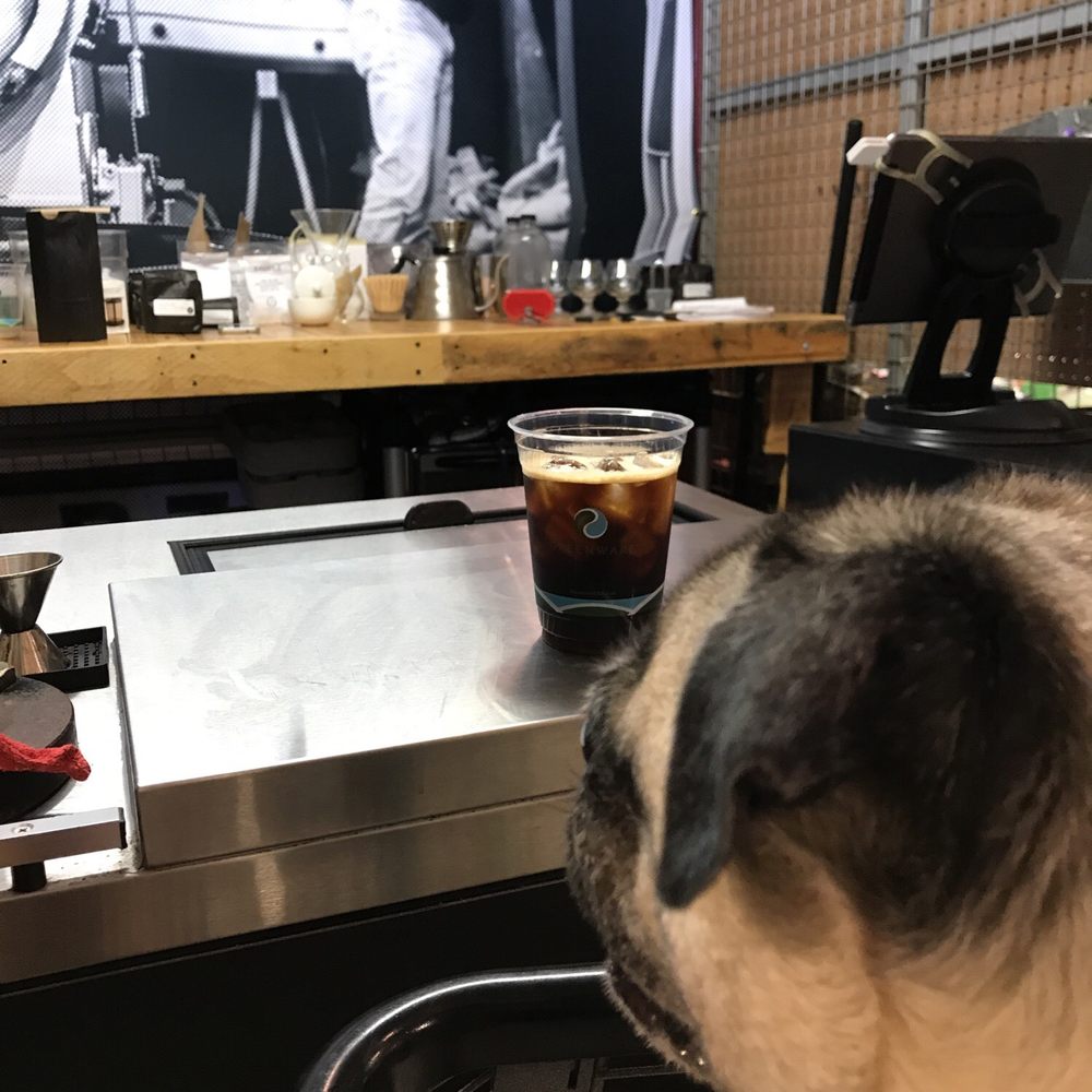 Department Coffee - Porkchop Eyeing my cold brew - Coffee Roasteries Near Me - Hollywood, Florida