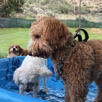 Walkin' The Dog - Arlo playing. Look at the smile on the dog in the background! - Pet Boarding Near Me - Avon, Colorado