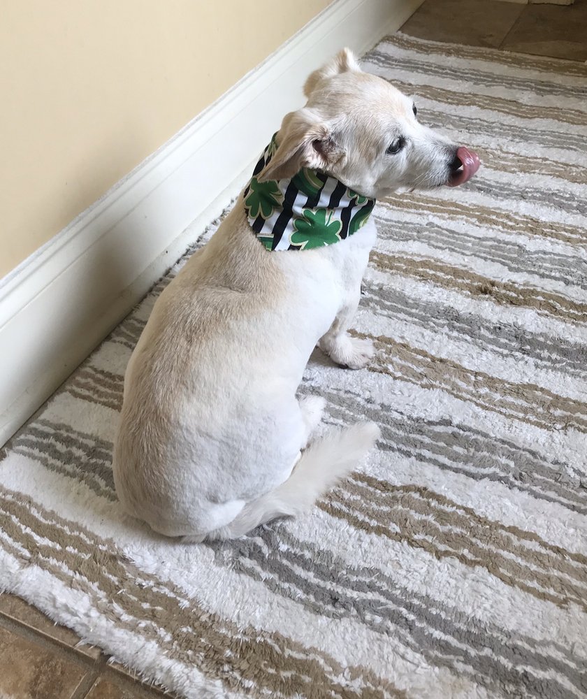 CRITTERS PET GROOMING Updated August 2024 5544 Hwy 80 E, Pearl