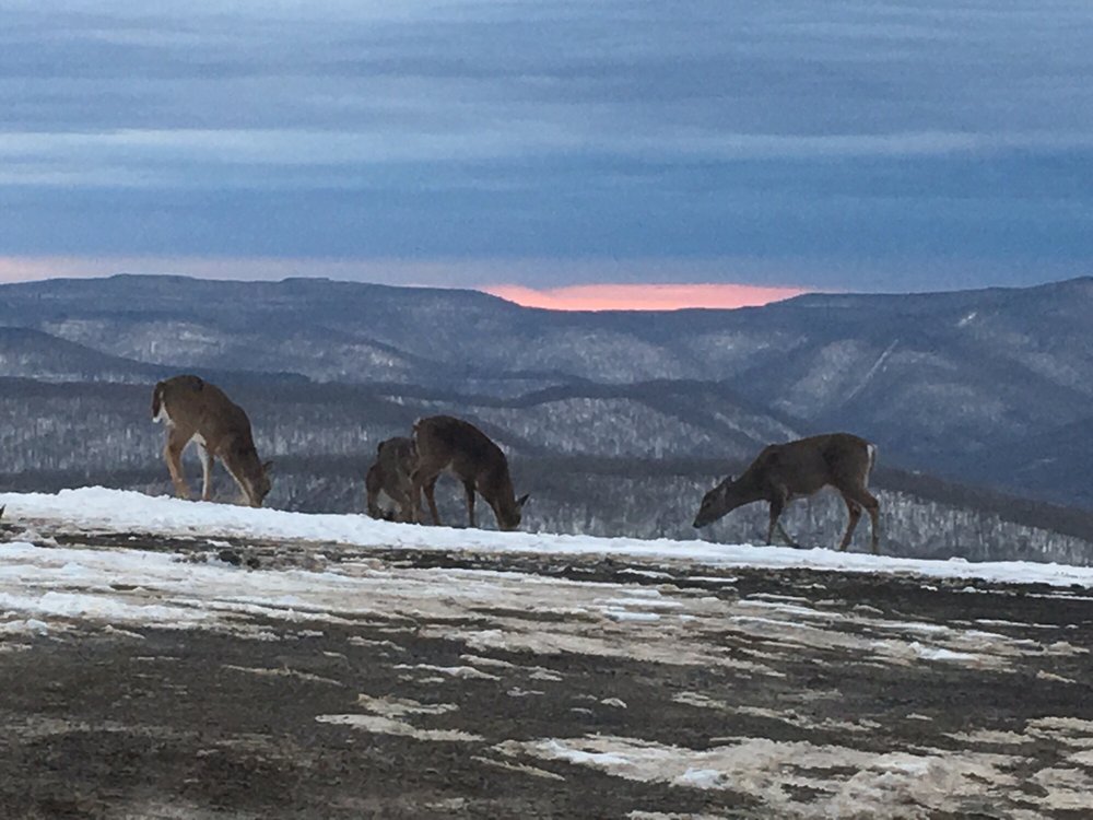 RIMFIRE LODGE 14 Photos 10 Snowshoe Dr, Snowshoe, West Virginia