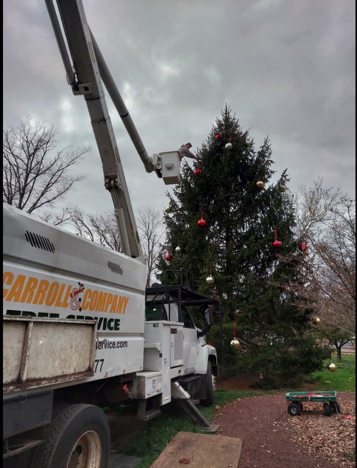 Carroll And Company Tree Service - tree service in Lawrenceville, NJ