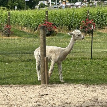 Saddlehill Winery & Farmhouse Kitchen - Llama's - Wine Tasting Room Near Me - Voorhees Township, New Jersey Saddlehill Winery & Farmhouse Kitchen - Llama's - Wine Tasting Room Near Me - Voorhees Township, New Jersey