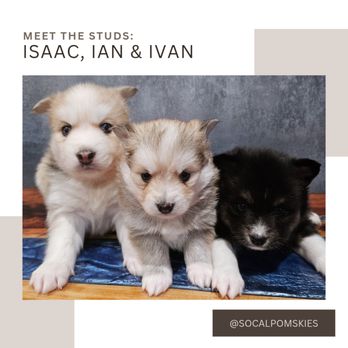 SoCal Pomskies - Pet Breeders Near Me SoCal Pomskies - Pet Breeders Near Me