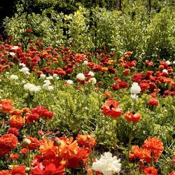 J&P Cosentino Family Farm - Ranunculus flowers growing on the farm
