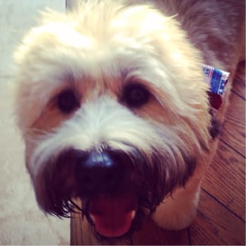 Groomingdales - Pet Groomers Near Me - Hawthorne, California
