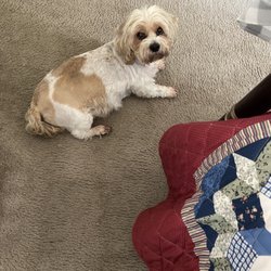 Almost Human Pet Grooming - Rocky is(Patsy Cole)dog!