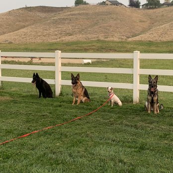 Precision K-9 - German Shepherd day? Wait, an imposter is in this pic, lol. - Pet Training Near Me - Columbus, North Carolina Precision K-9 - German Shepherd day? Wait, an imposter is in this pic, lol. - Pet Training Near Me - Columbus, North Carolina