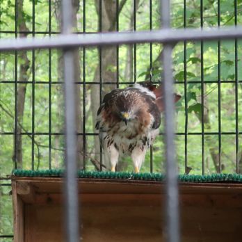 River Trail Nature Center - Red tailed hawk - Parks Near Me - Northbrook, Illinois