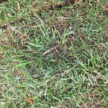 Erik's Tree & Lawn Care Services - Giant weeds included with grass. - Landscaping Near Me - Frisco, Texas Erik's Tree & Lawn Care Services - Giant weeds included with grass. - Landscaping Near Me - Frisco, Texas