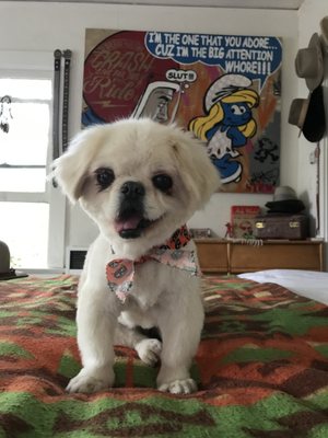 dandy dogs mobile grooming service