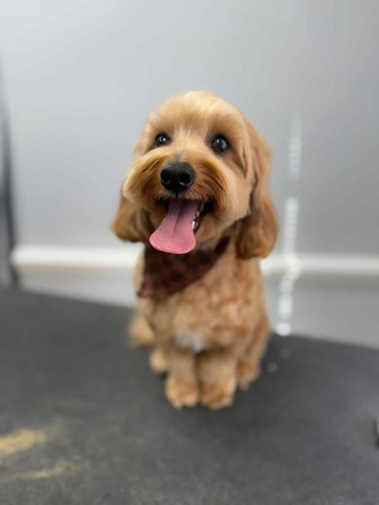 Pupology Mobile Grooming Image