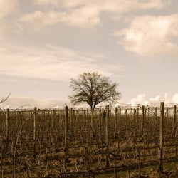 Azienda Agricola Leuta - Leuta blue vineyard on pruning season!