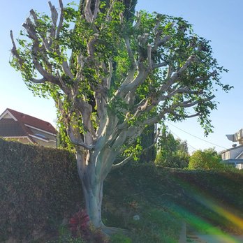 Environmental Green Tree Care - Ficus after - Tree Services Near Me
