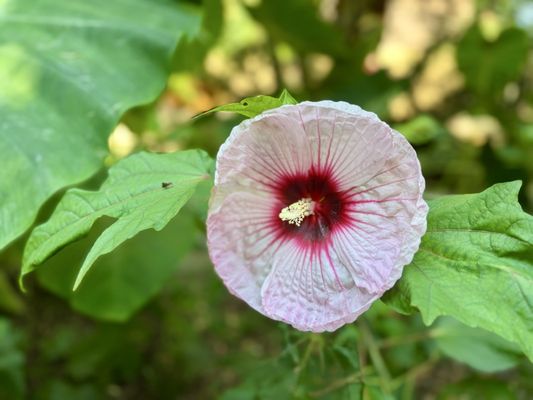 Atlanta Botanical Garden by null
