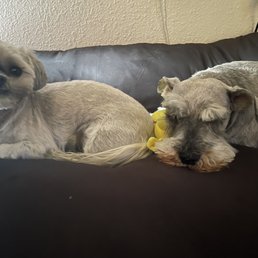 My sweet girls after getting home from getting pampered. A little messy from their nap. - Two small dogs are lying on a dark-colored couch against a textured wall. One dog is awake, looking at the camera with a curious expression, while the other dog is sleeping with its head resting on the couch, holding a yellow toy. The scene appears to be indoors, with a power outlet visible on the wall.