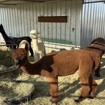 Sawdust Alpacas - Attraction Farms Near Me - Fallon, Nevada Sawdust Alpacas - Attraction Farms Near Me - Fallon, Nevada