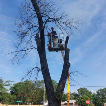 TreeLife and Irrigation - Tree Services Near Me TreeLife and Irrigation - Tree Services Near Me