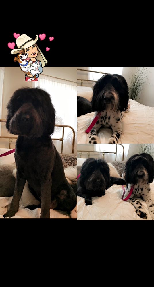 COUNTRY SIDE RUFF TAILS DOG GROOMING Updated August 2024 10 Photos 117 Eastern Randolph Rd