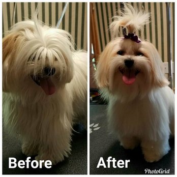 Designer Dogs - Pet Groomers Near Me - Brockport, New York