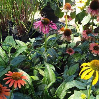 Habig Garden Shops - Nurseries & Gardening Near Me - Indianapolis, Indiana