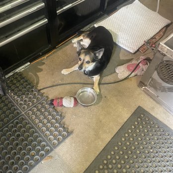 Vetro Glassblowing Studio - Resident dog - Art Galleries Near Me - Grapevine, Texas