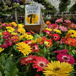 Cute flowers.