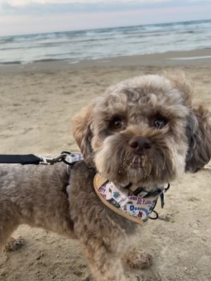 PAWS Chicago by null