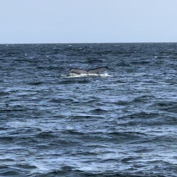 Miss Belmar - the whale was deep enough so we got to see his tail! - Boat Charters Near Me - Belmar, New Jersey