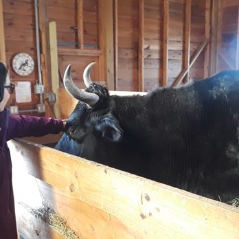 The Gray Barn - 17 year old male Holstein is so friendly. - Bed & Breakfast Near Me - High Falls, New York