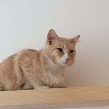 KitTea - Pet Adoption Near Me - San Francisco, California