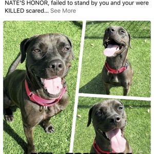 HONOR ANIMAL RESCUE - 14 Photos & 33 Reviews - 4951 Lorraine Rd
