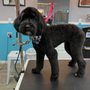 Dog Holliday Mobile Grooming