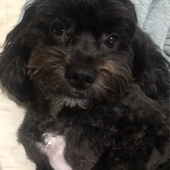 Paws Etc - Our handsome fur baby - Pet Groomers Near Me - Pompton Lakes, New Jersey Paws Etc - Our handsome fur baby - Pet Groomers Near Me - Pompton Lakes, New Jersey