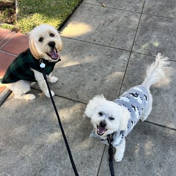 LA Pet Home - My dogs with their fresh cut and new clothes! - Pet Stores Near Me - Pasadena, California LA Pet Home - My dogs with their fresh cut and new clothes! - Pet Stores Near Me - Pasadena, California