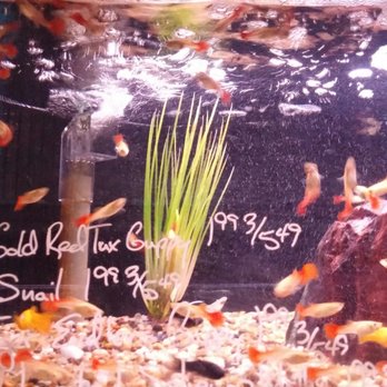 Pet World - Gold Red Tux - Pet Stores Near Me - Rochester, New York