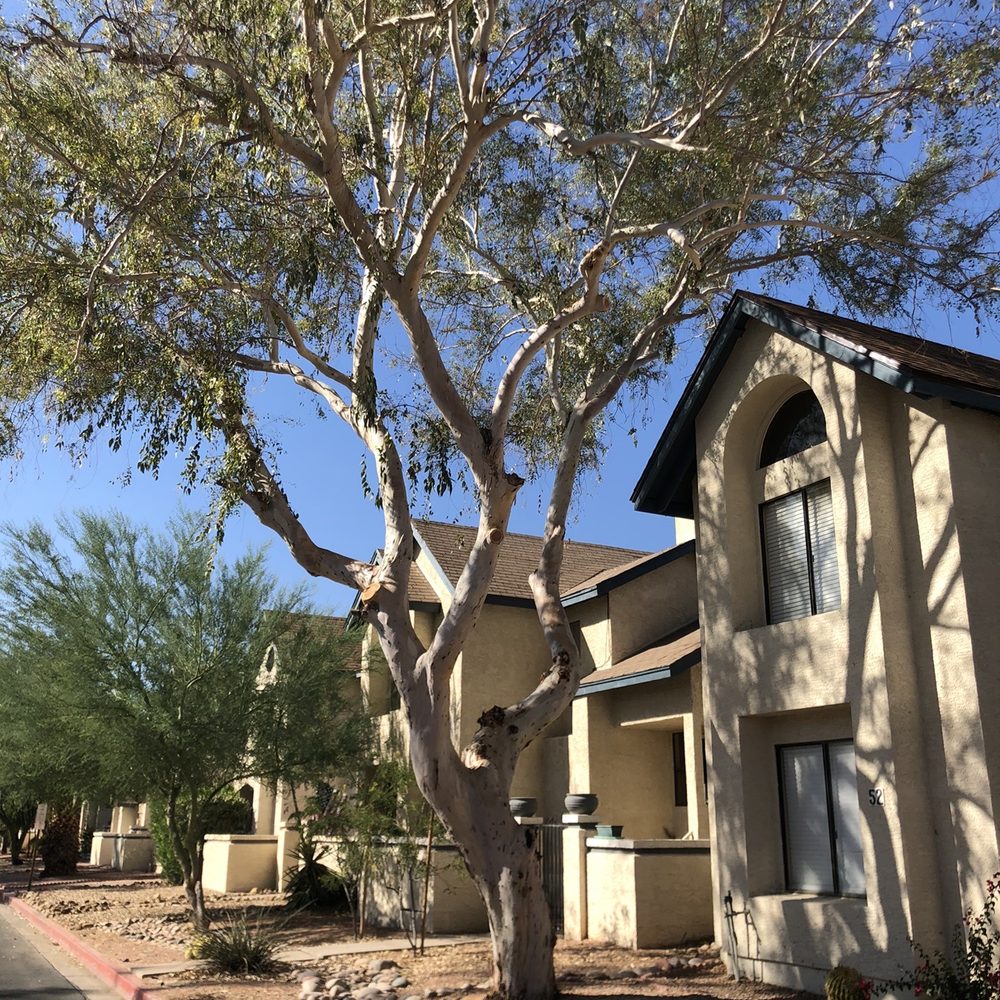 Shady Tree Services and Landscaping - Tree (after) - Tree Services Near Me