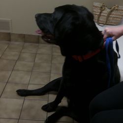 Milford Village Veterinary Clinic - Waiting patiently.