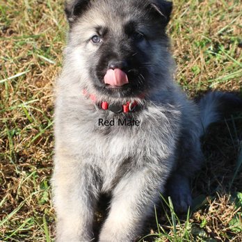 Schutzhaus German Shepherds - Pet Breeders Near Me - Seymour, Missouri Schutzhaus German Shepherds - Pet Breeders Near Me - Seymour, Missouri