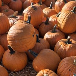 Bates Nut Farm - The pumpkins here are so perfect!