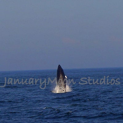 Newburyport Whale Watch by null