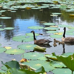 Mobile Japanese Garden - Geese