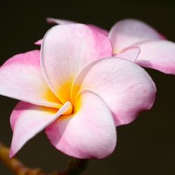 Plumeria Gardens