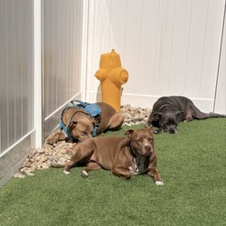 Playful Pack