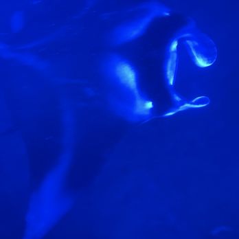 Dolphin Discoveries - Boat Tours Near Me - Kailua Kona, Hawaii Dolphin Discoveries - Boat Tours Near Me - Kailua Kona, Hawaii