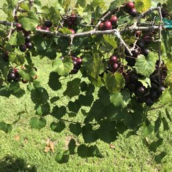 Thompson's Nursery and Vineyard - Thompson's Vineyard and Nursery in Valrico self picking is a lot of fun.