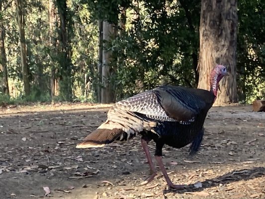 Anthony Chabot Regional Park by null