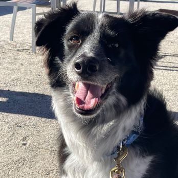 Allied Veterinary Care - Happy Puppy after getting a good check up! - Veterinarians Near Me Allied Veterinary Care - Happy Puppy after getting a good check up! - Veterinarians Near Me