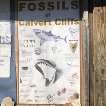 Calvert Cliffs State Park - Parks Near Me